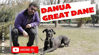 Köpek Irkları - Danua, Great Dane