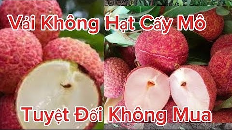 Cây Giống Vải Không Hạt F1 Thái Lan Chuẩn Sịn, Nhận Biết Cây Vải Không Hạt Sao Cho Đúng