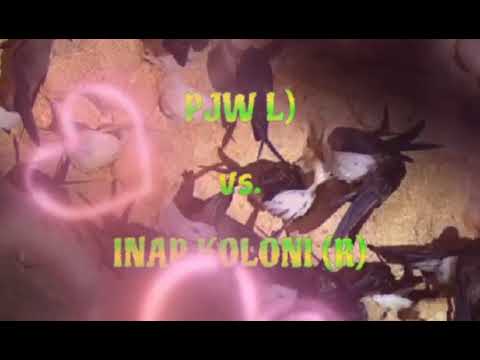 PJW (L) vs. INAP KOLONI TWB (R)