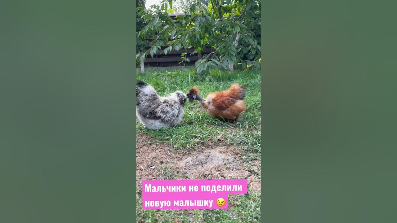 Почему петух крутит головой. Почему петух крутит головой. Почему петух крутит головой. Птичий грипп в калужской области. Почему петух крутит головой.