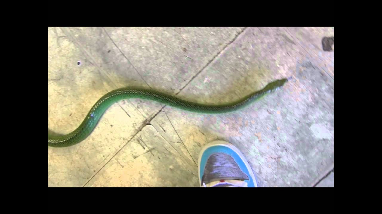 Green Red Tailed Ratsnake