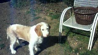 Pebbsi Spielt Bällchen