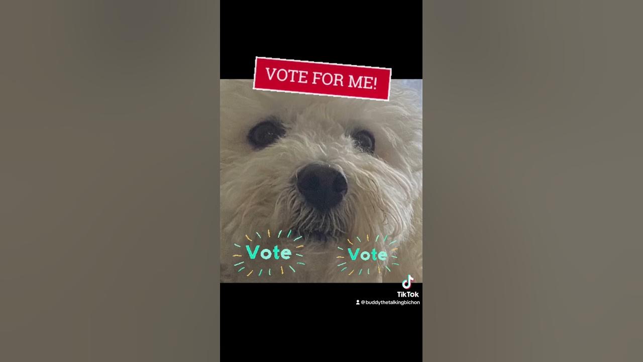 Vote For Me I ll Tell You Why YouTube vote-for-me-i-ll-tell-you-why-youtube