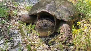 Helped a Huge Snapping Turtle in Southern Illinois by CheesyCheetah 74 views 11 months ago 2 minutes, 17 seconds