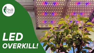 A Deep Dive Into My Chillwelten Grow Light