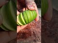 নিউ স্টাইলে আম মাখা করলাম 🥭🤤#ytshorts #food #viral #trending#mango #chat #shorts #share