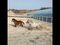 미니말, 포니말 들의 운동시간, 강릉아기동물농장