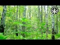 Morning Sounds of Forest: effective relaxation to sound of birds singing.