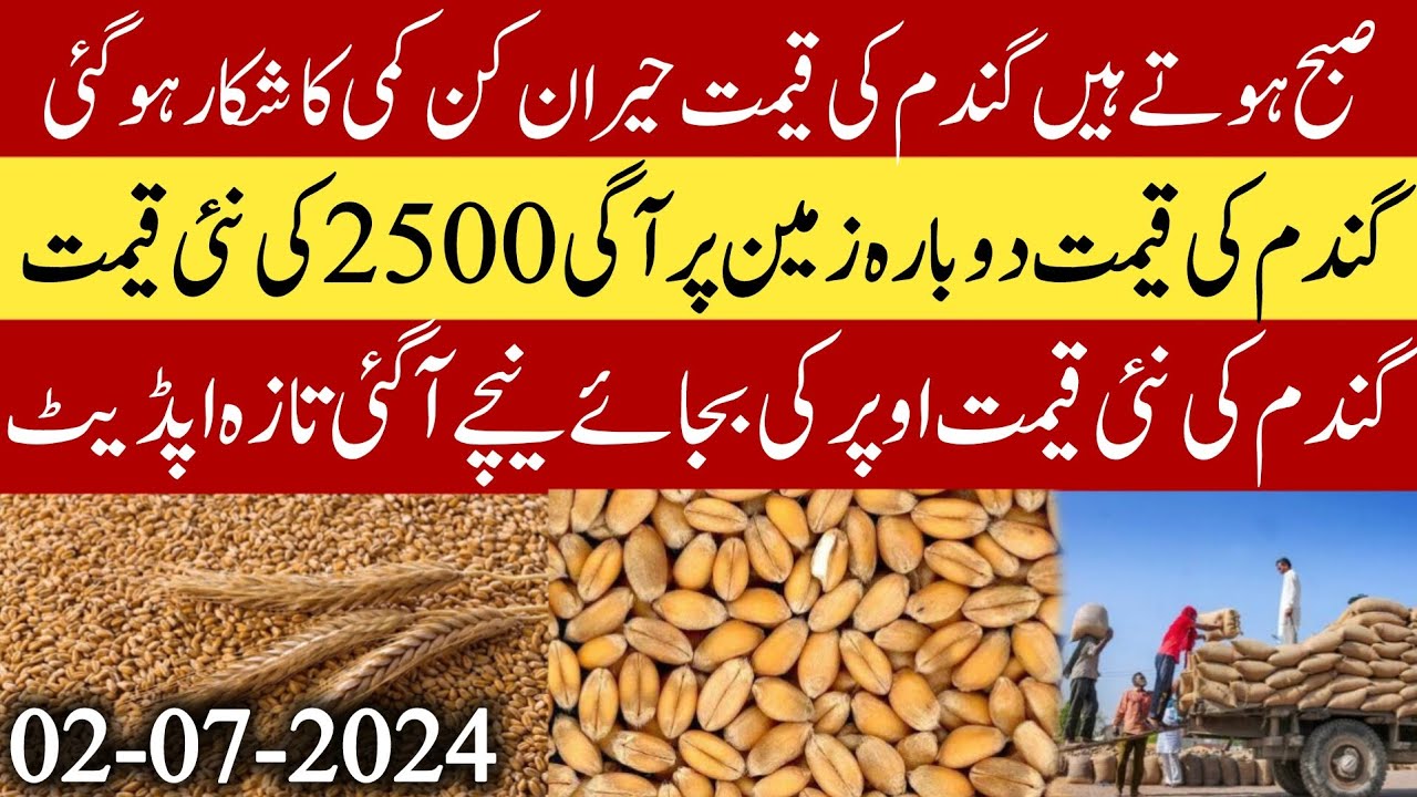 Gandam rate in Pakistan 2024/Wheat new price today in Pakistan 2024 ...