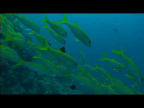 Papa vs Pretty - To Do - Great Barrier Reef