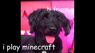 I taught my dog to play minecraft
Dog plays minecraft, eats bones, witnesses say I taught my dog to play minecraft