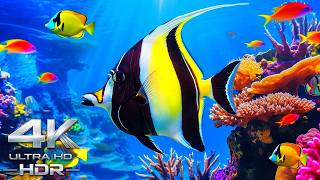 Amazing Marine Life 4K ULTRA HD | Ocean's Most Beautiful Creatures 🐠