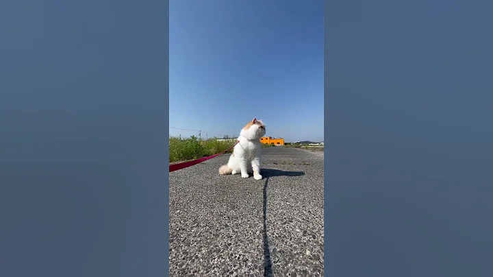 Video 8663311: exotic shorthair blue