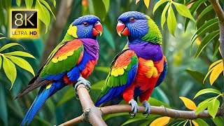 8K HDR Rainbow Lorikeet Ultra HD | Stunning Nature Video in Ultra High Definition