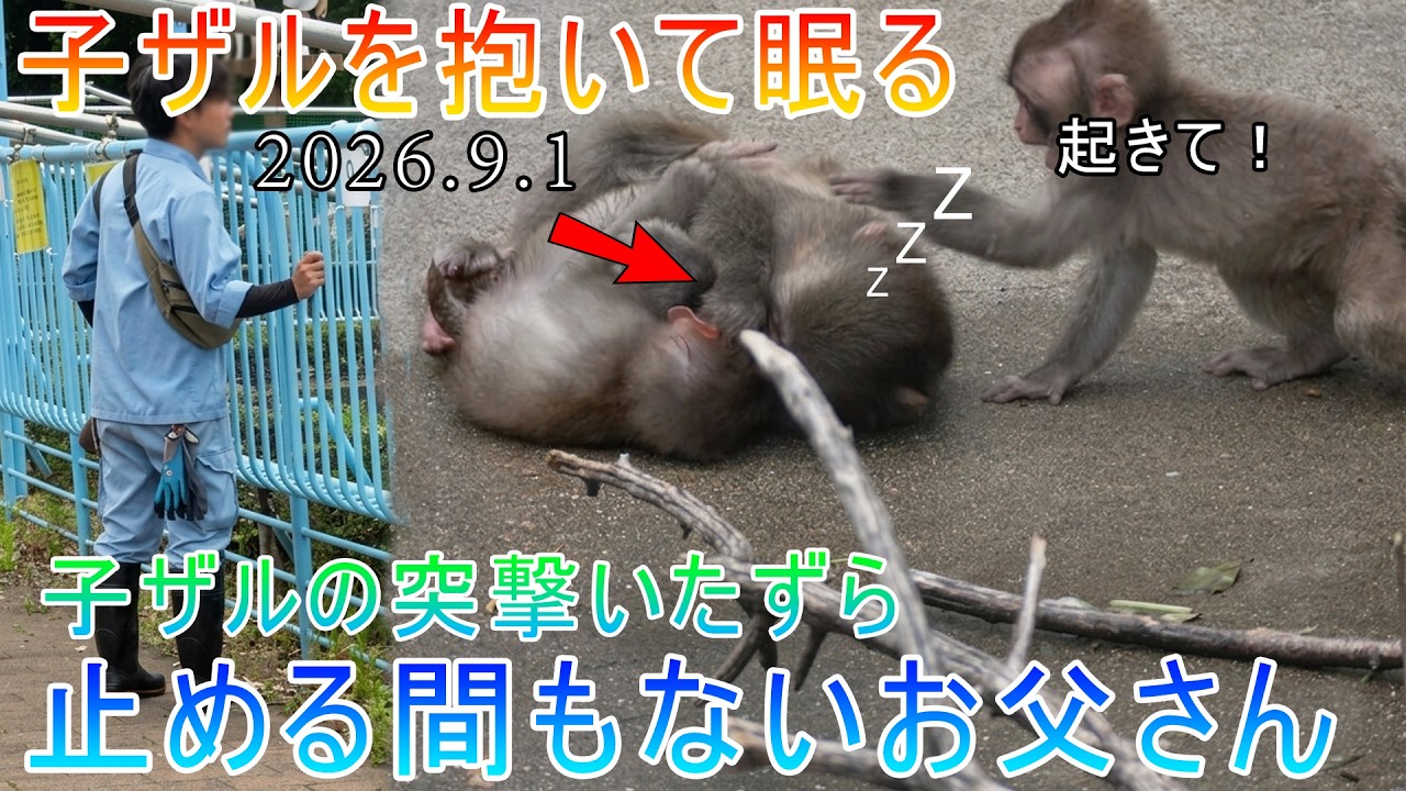 2026年9月1日｜子猿を抱きしめてすやすや寝ていたパンチくん！突然もう