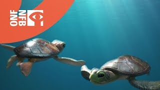 Une histoire de tortues