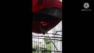 MASTERAN CIGUN NGEROL PANJANG TEMBAKAN SENJATA N47