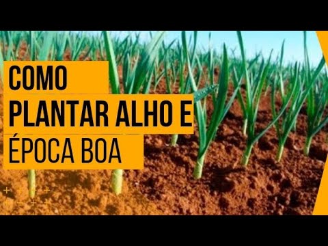 Como plantar alho e qual melhor epoca Como plantar alho e qual melhor epoca