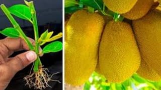 Creative idea to grow jackfruit tree from cutting || Step-by-step guide