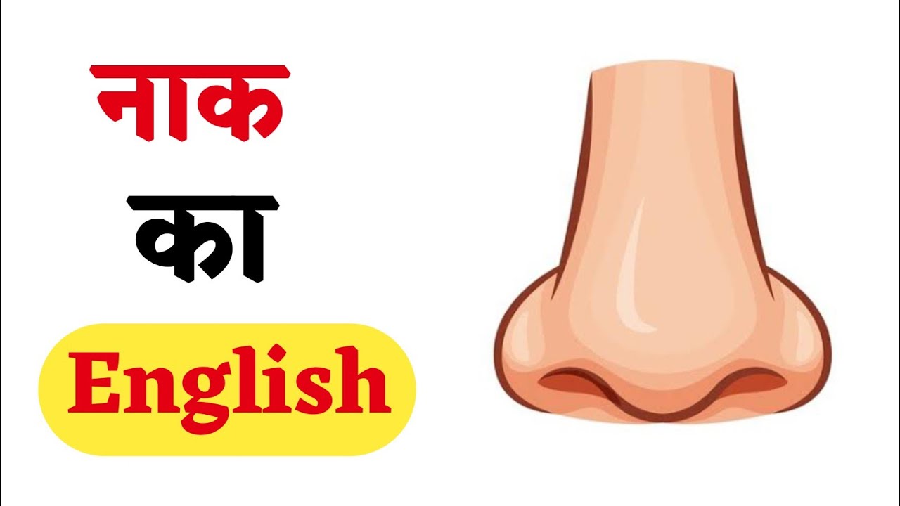 Naak Ko English Mein Kya Kahate Hain नाक को इंग्लिश में क्या कहते हैं