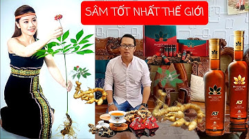 SÂM NGỌC LINH - LOÀI SÂM TỐT NHẤT THẾ GIỚI | PANAX VIETNAMENSIS | WOODY CHANNEL