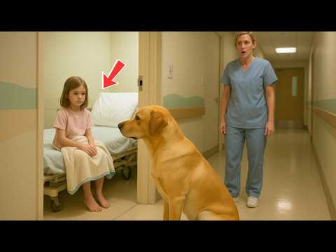 The Shelter Dog Stared at a Crying Girl in the Hospital – Then a Nurse  Witnessed a Miracle - YouTube