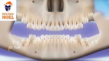 Quá trình mọc răng và thay răng   Thứ tự mọc răng chuẩn của trẻ em đến người trưởng thành online vid