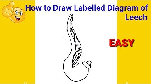 how to draw leech diagram | how to draw leech easily | how to draw leech diagram easily