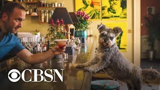 Hotels cater to pampered pets