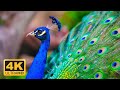 Birds Of The World 4K - Scenic Wildlife Film With Calming Music