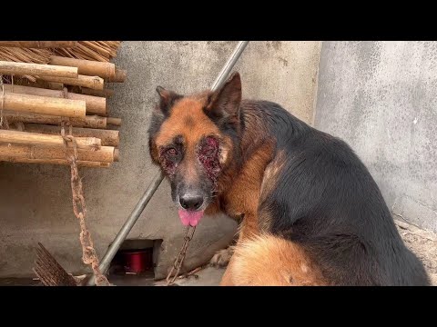 Videó: A kutya eltűnik szemmel, miután az óriás hullámban átszállt a tengerbe