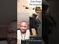 Even dogs understand the importance of DNA tests