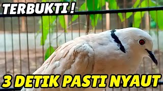 Puter Pelung Suara Panjang 100% GURU VOCAL Ampuh ajak Puter Pelung Juara Nasional NYAUT LANGSUNG