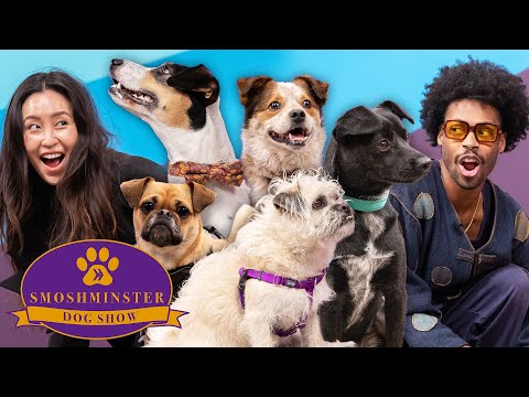 Vídeo: O que é um moinho de cachorro?