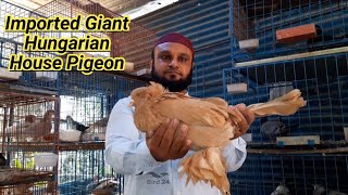 Original giant hungarian house pigeons Collection In The world