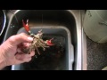 Talking Crayfish