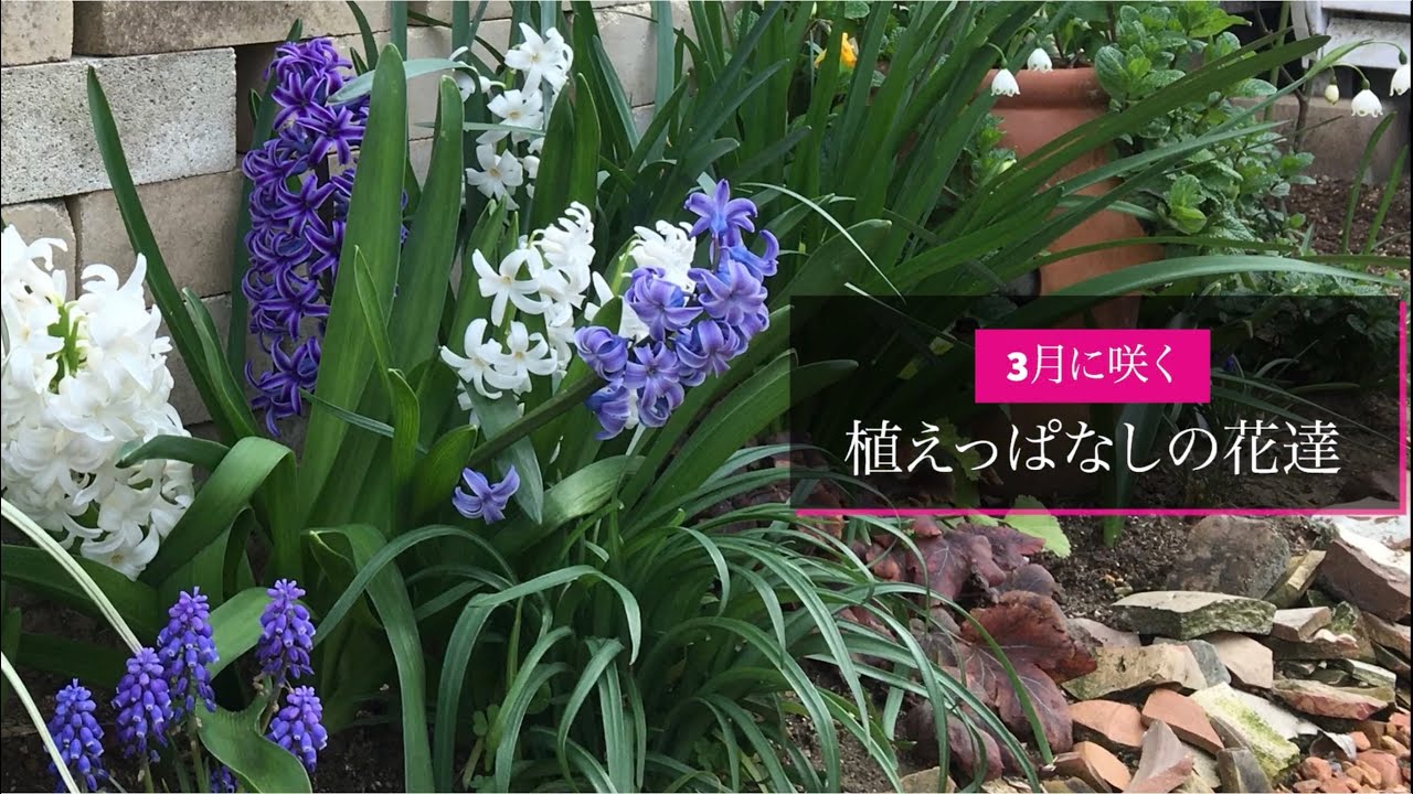 植えっぱなしで毎年咲く 宿根草と球根類 Youtube