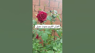 القرآن الكريم بصوت جميل #القران_الكريم #اكسبلور #تيك_توك #المصحف #لايك #راحة_نفسية #ترند