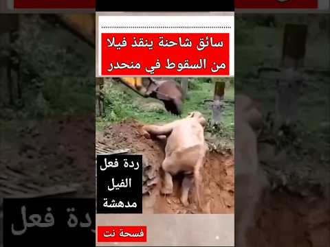 الفيل قوي وضخم ولكن قلبه رقيق ولطيف جدا 