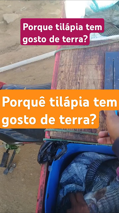 Porque a tilápia tem gosto de terra? #pesca #tilapias #peixes #viraliza