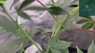 Zoltrix Grower - CALL OF THE LIME CHERRY LIME RESERVE & LIMEBREATH BANANACREAM SUNDAE #tnbnaturals