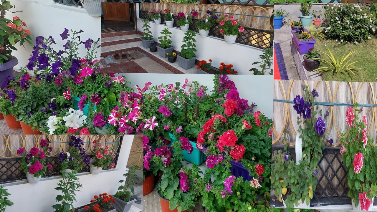 Jwngni Pisa somaina bibar bagan ||Abwi ni vlogs ||naidwlai de sonapwr onnanwi