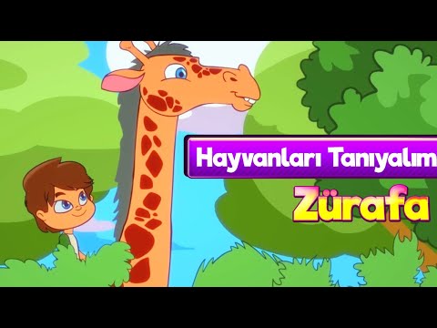 Zürafalar 🦒 Çocuklar İçin Hayvanlar Çizgi Film & Zürafa Çocuk Şarkısı