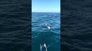 Boaters' Playful Dolphins Encounter