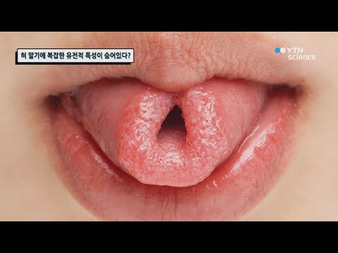 혀 말기에 복잡한 유전적 특성이 숨어있다? / YTN 사이언스