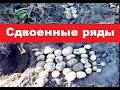 Картофель. Сдвоенные ряды под СЕНОМ! 2017.  Potatoes. Double rows under the hay!