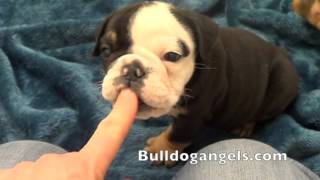 chocolate tri english bulldog puppies for sale(, 2016-03-01T04:18:05.000Z)