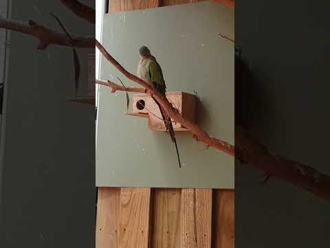 Alexandra's Parrot & Gouldian Finch