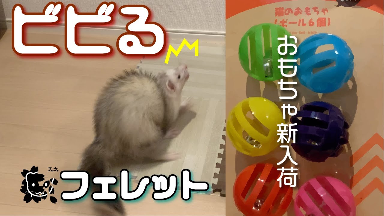 ボールオモチャにびびるフェレット Youtube