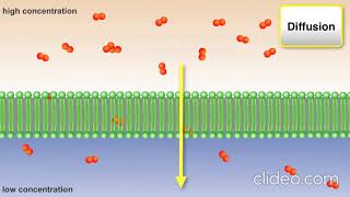 active passive and bulk cell transport 5FIdhgaK ofBa
